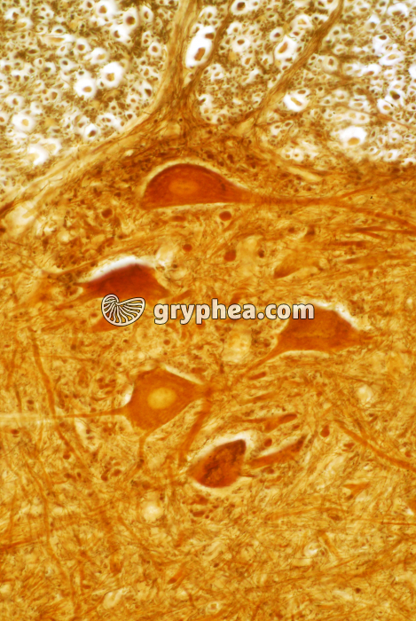Motoneurones de la moelle épinière x160 - gryphea.org